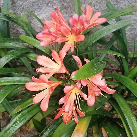 Adelasia